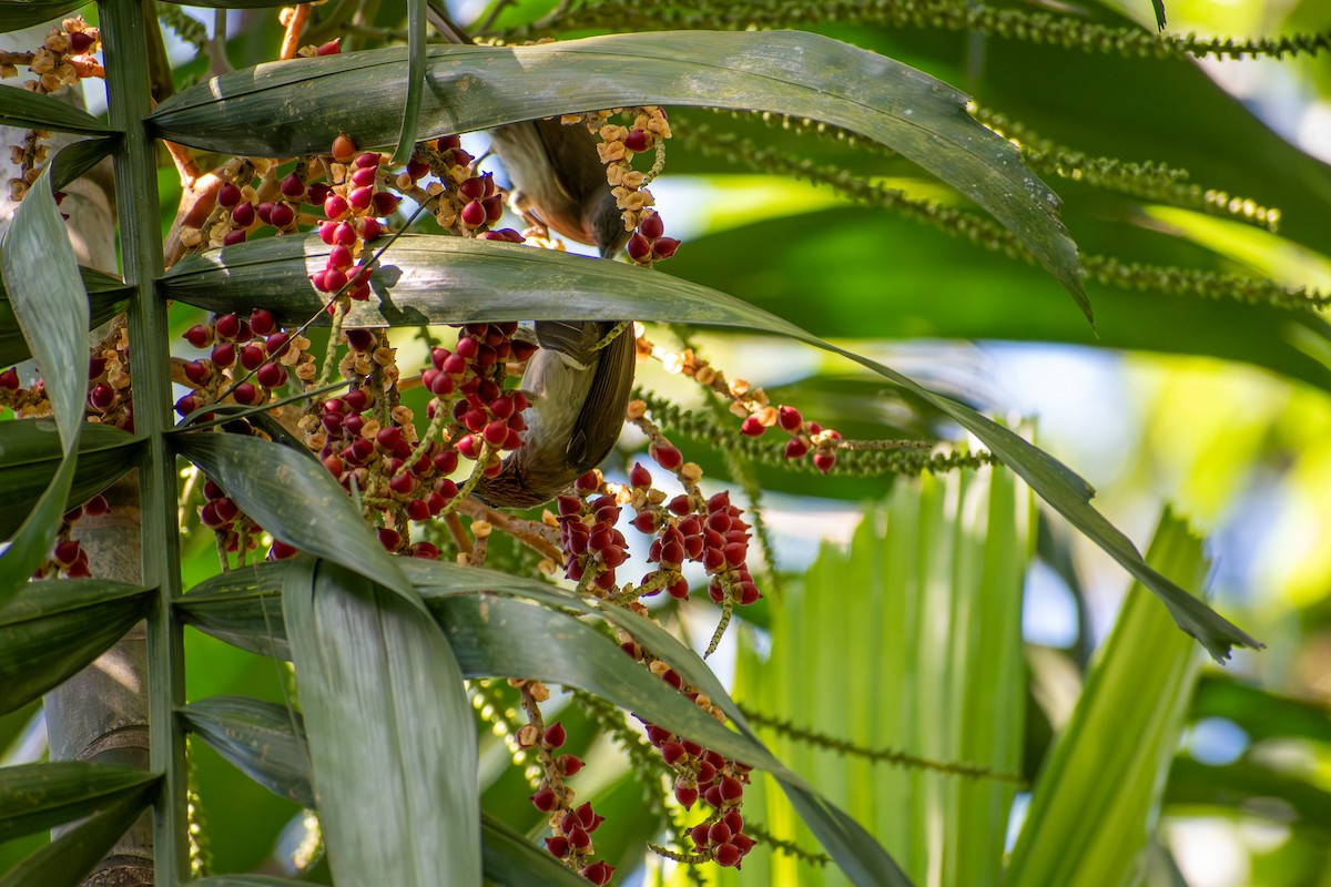 Philippine Bulbul - ML647424860
