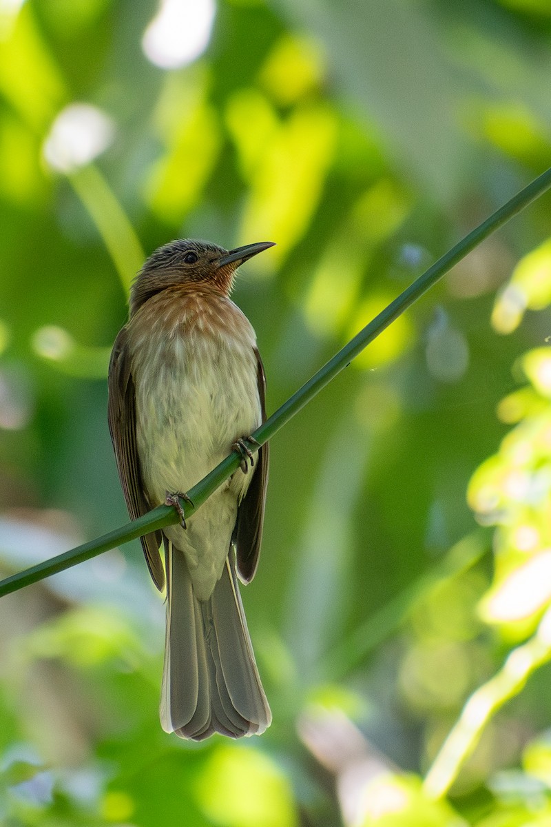 Philippine Bulbul - ML647424861