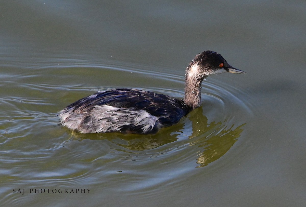 potápka černokrká - ML647424862