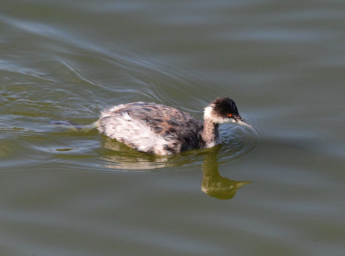 potápka černokrká - ML647424863