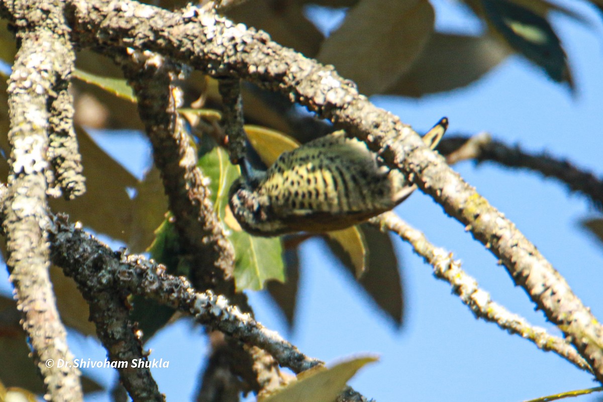 Добаш індійський - ML647424864