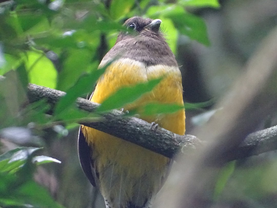 Atlantic Black-throated Trogon - ML647424877