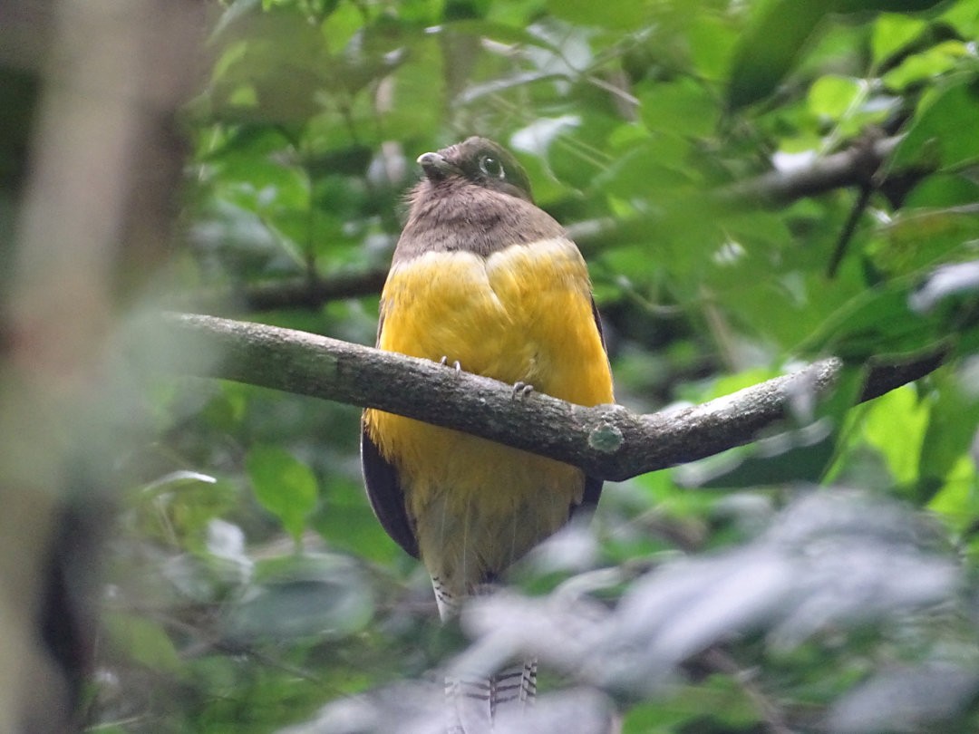 Atlantic Black-throated Trogon - ML647424878