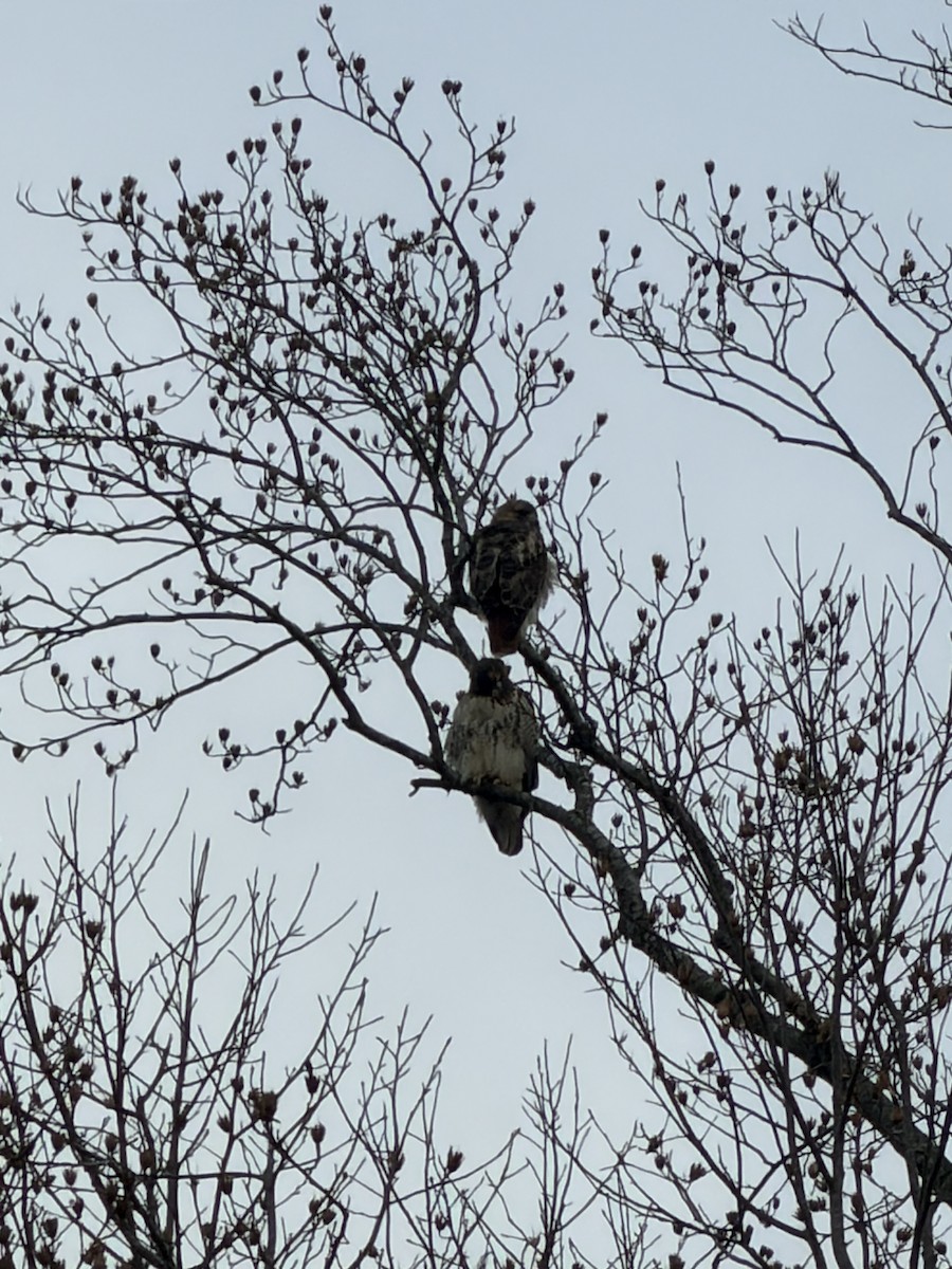 Red-tailed Hawk - ML647424882