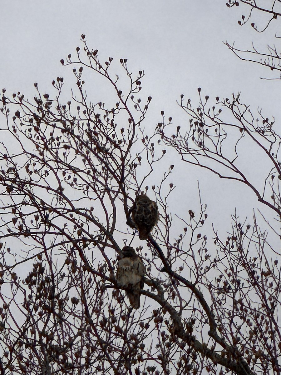 Red-tailed Hawk - ML647424883