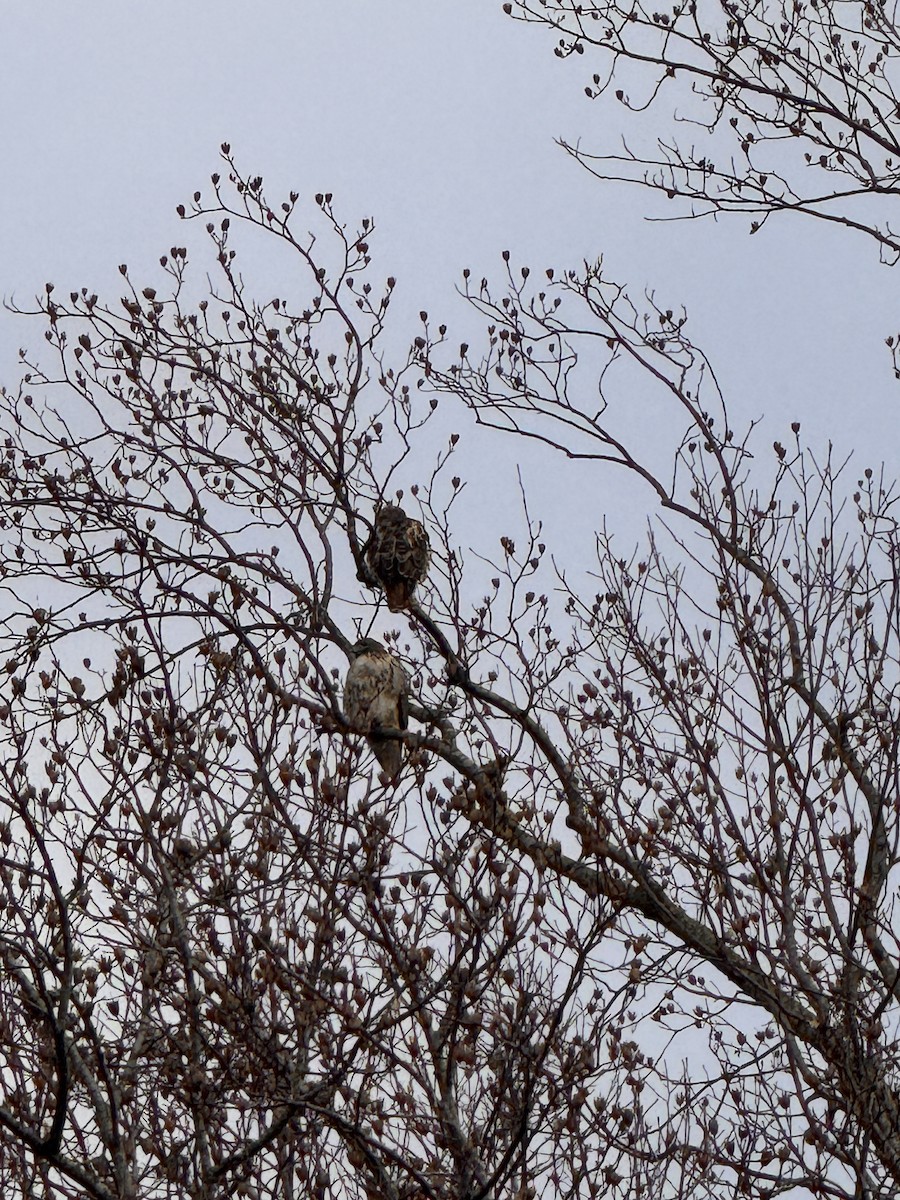 Red-tailed Hawk - ML647424884