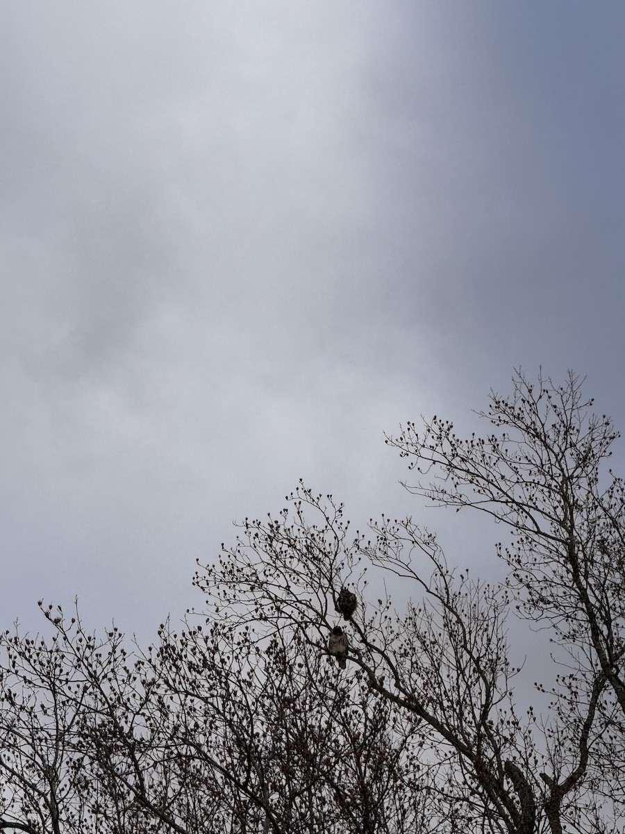 Red-tailed Hawk - ML647424885