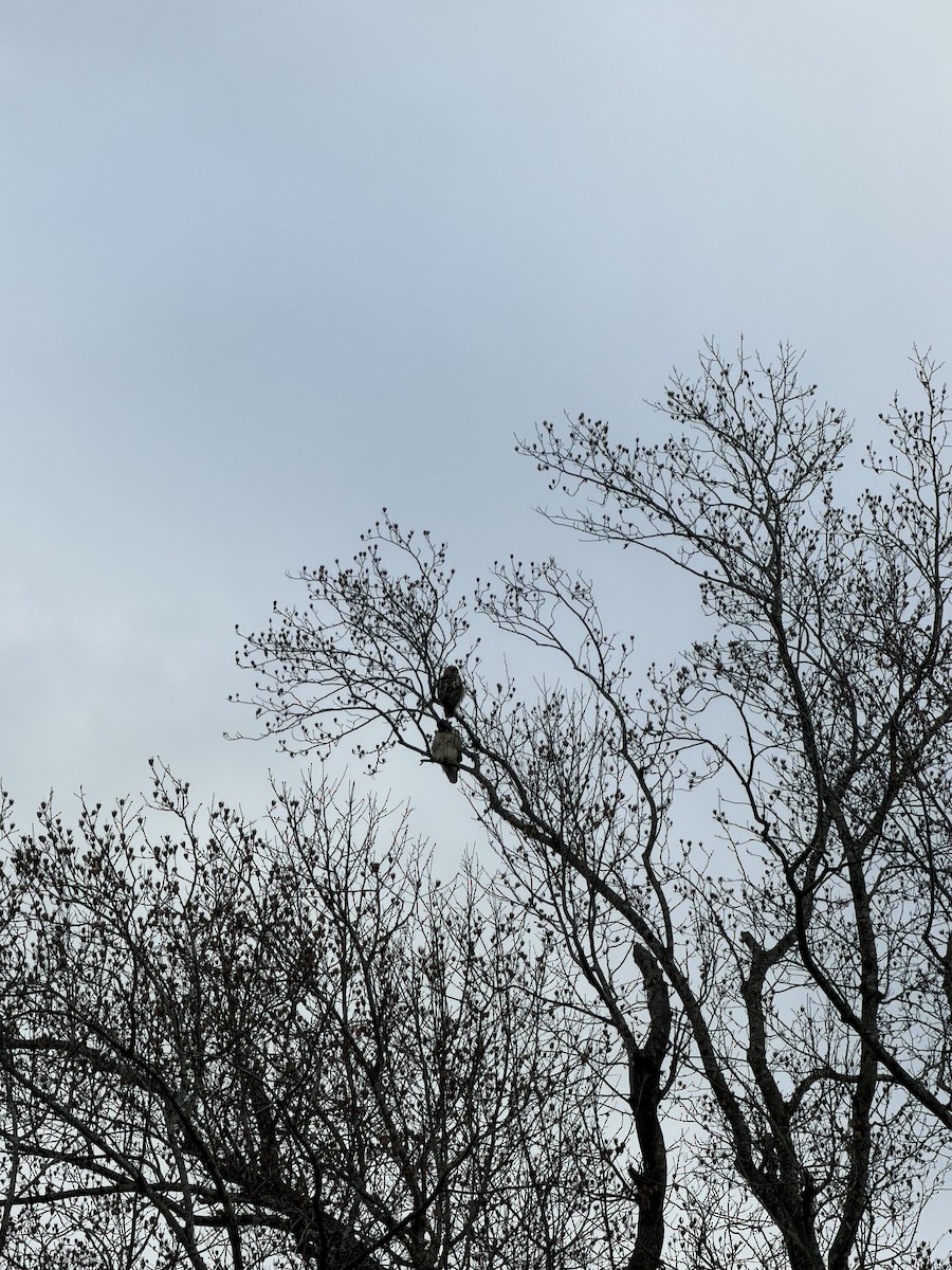 Red-tailed Hawk - ML647424886