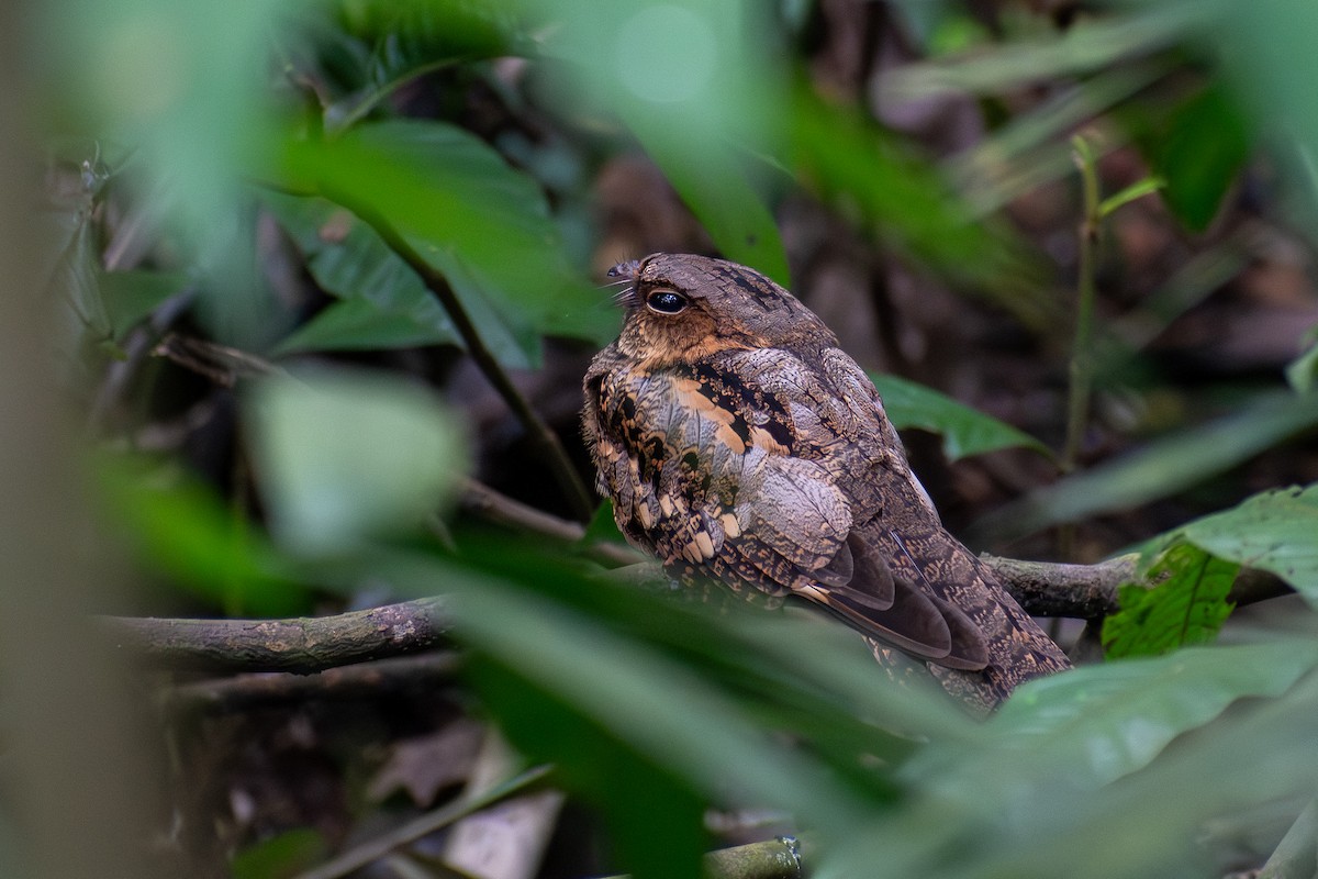 Philippine Nightjar - ML647424887