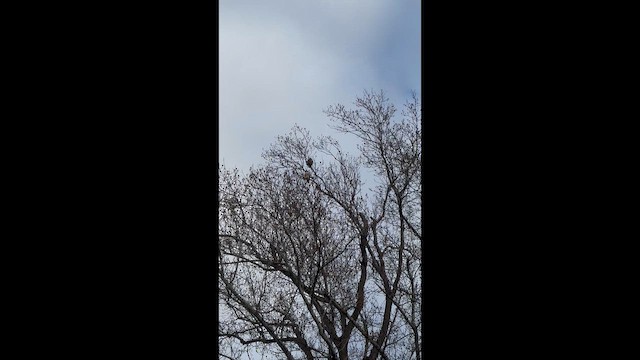 Канюк неоарктичний - ML647424888