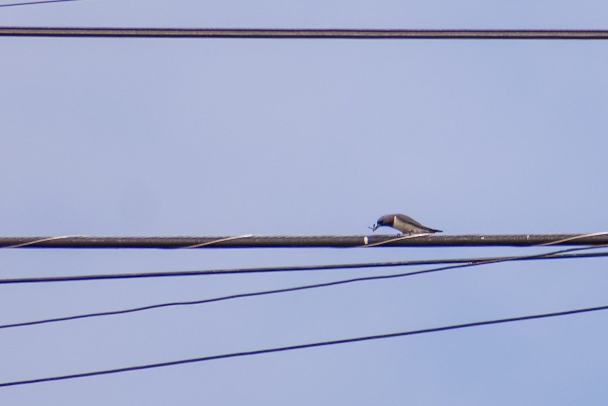 White-breasted Woodswallow - ML647424898