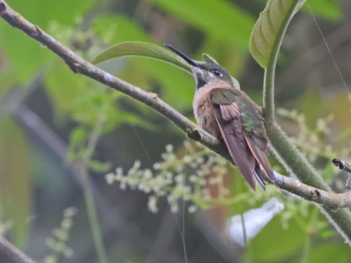 Fawn-breasted Brilliant - ML647424910