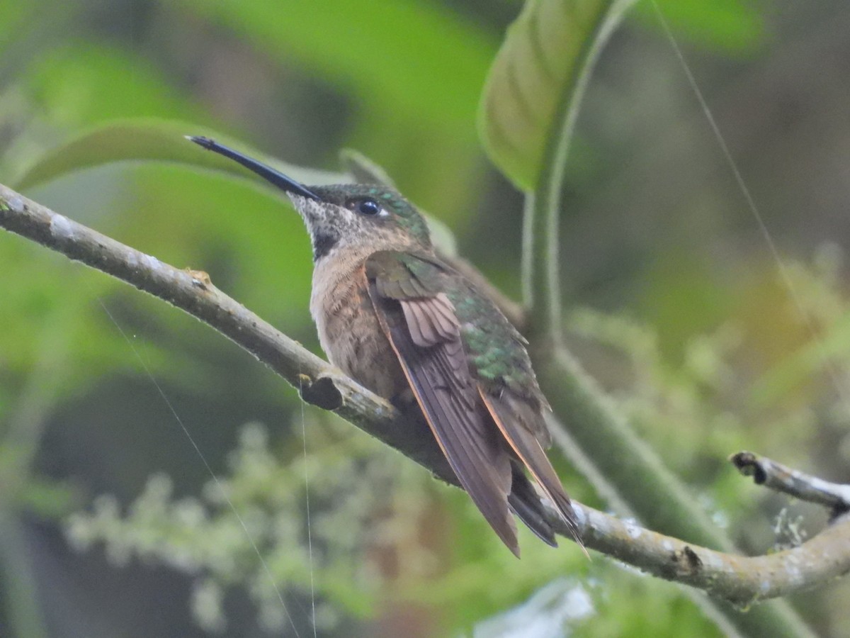 Fawn-breasted Brilliant - ML647424911