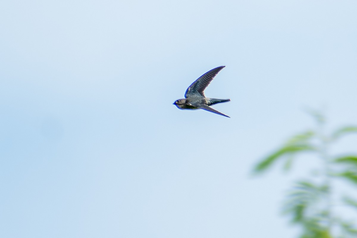 Gray-rumped Swiftlet - ML647424912