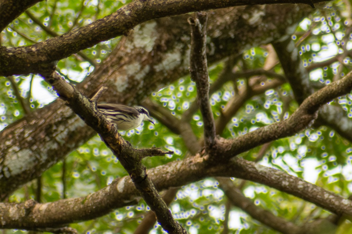 Stripe-sided Rhabdornis - ML647424943