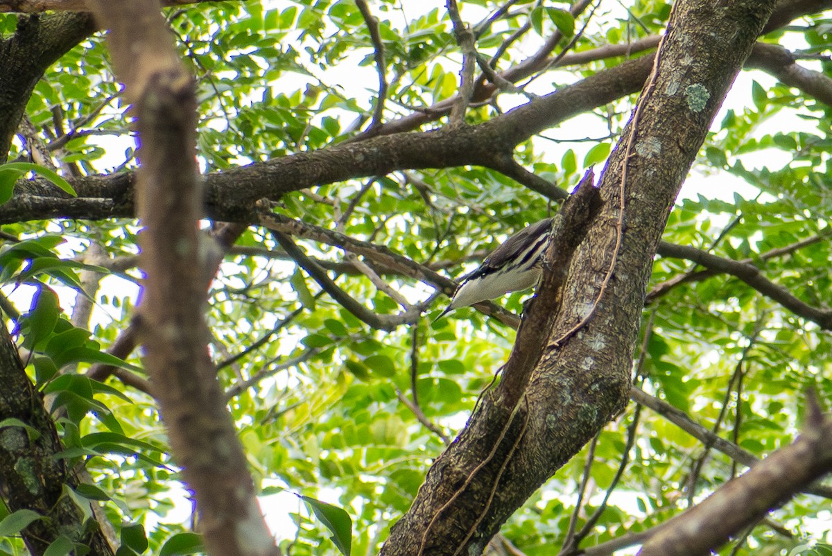 Stripe-sided Rhabdornis - ML647424944