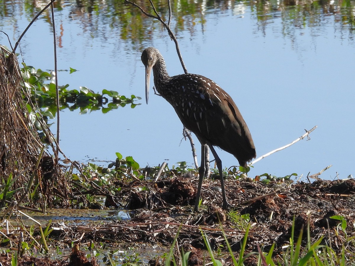 Limpkin - ML647424955