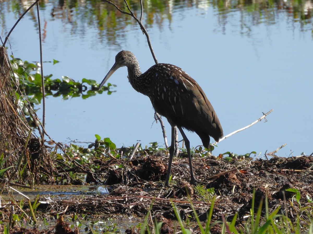 Limpkin - ML647424956