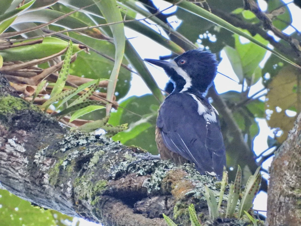 Рыжеполосый дятел - ML647424963