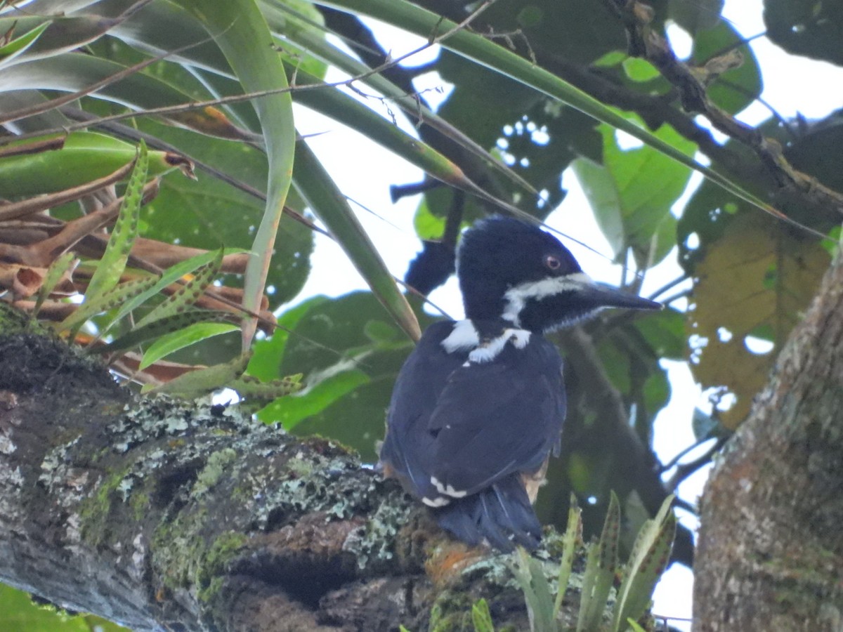 Рыжеполосый дятел - ML647424964