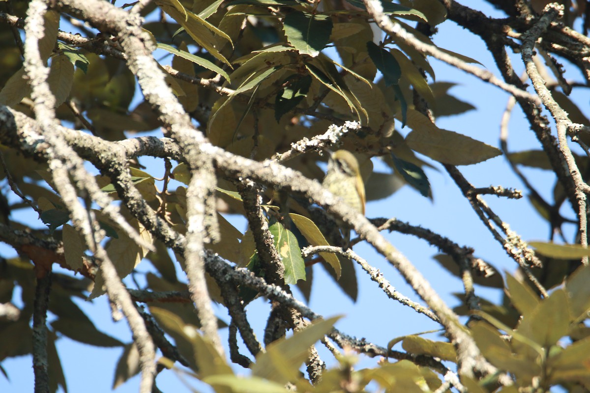 Добаш індійський - ML647424965