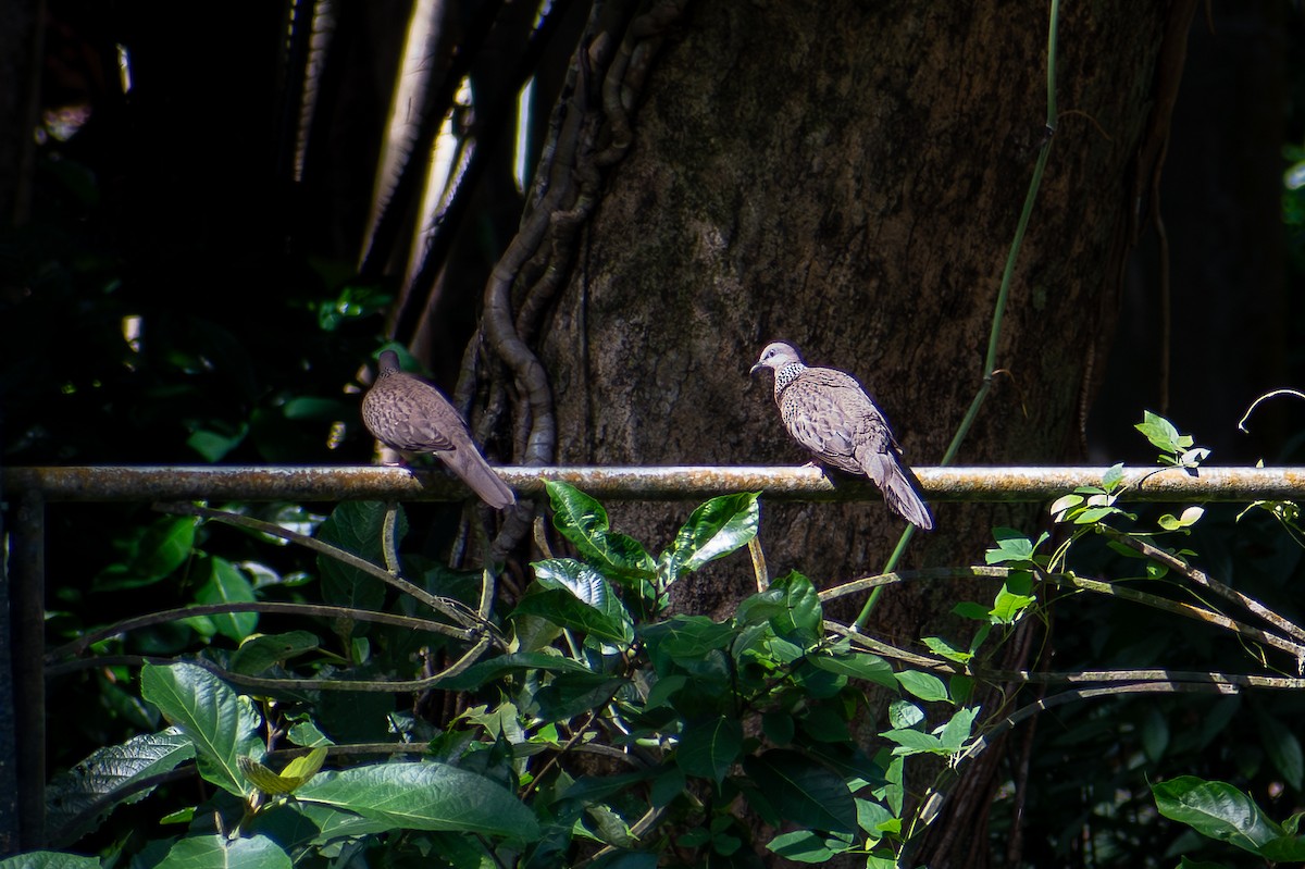 Spotted Dove - ML647424968