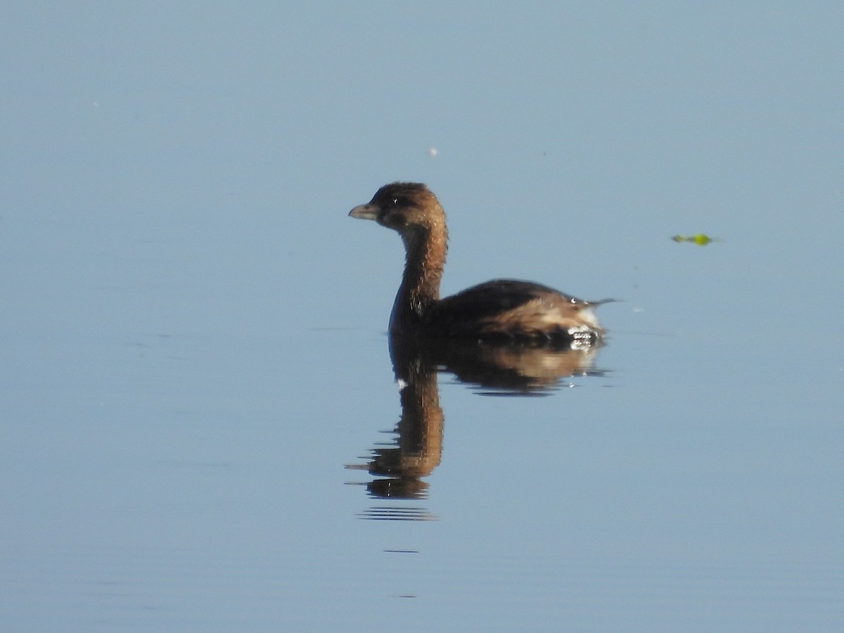 Pied-billed Grebe - ML647424969