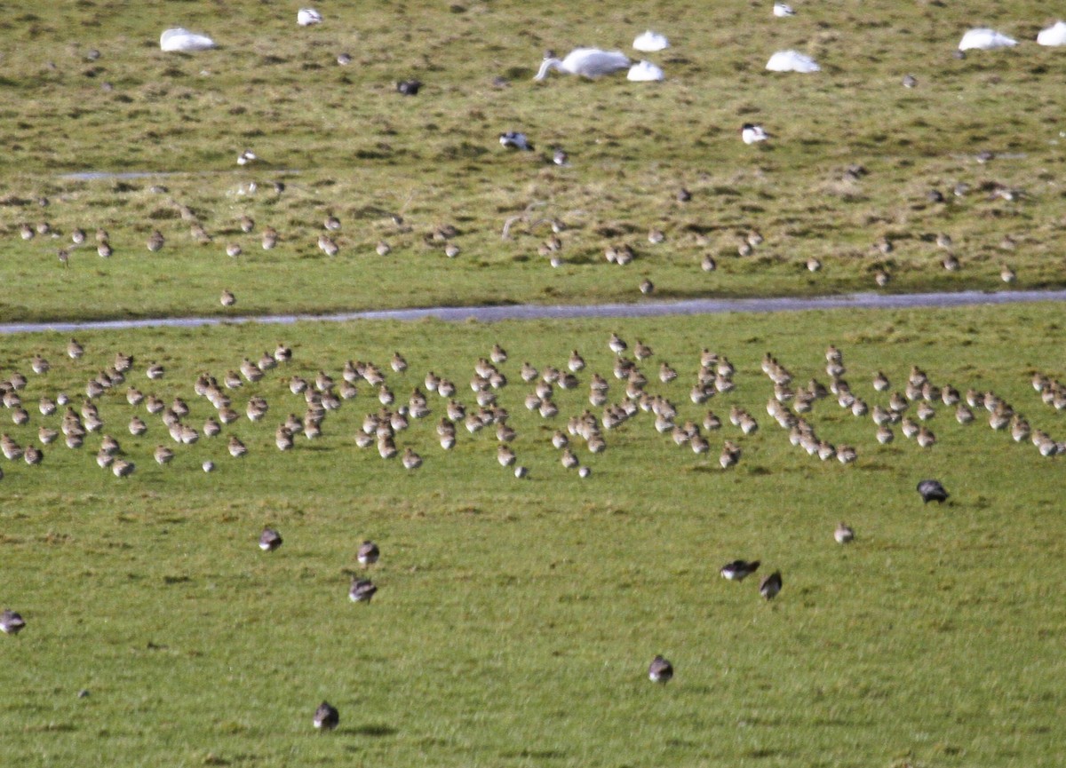 Сивка звичайна - ML647424970