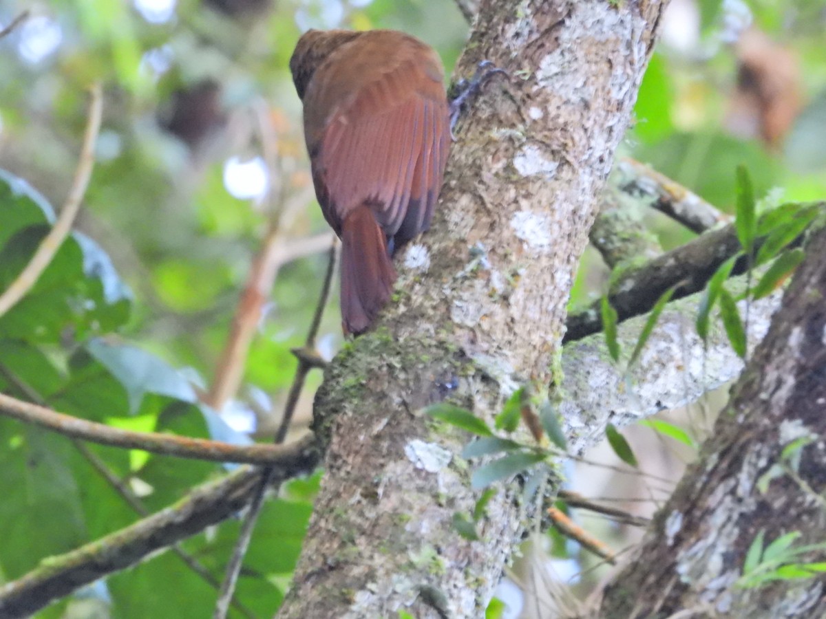 Дятловый древолаз - ML647424971