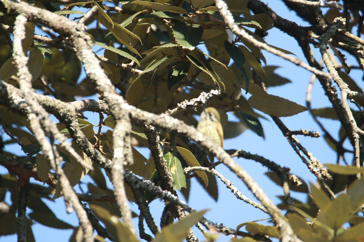 Добаш індійський - ML647424987