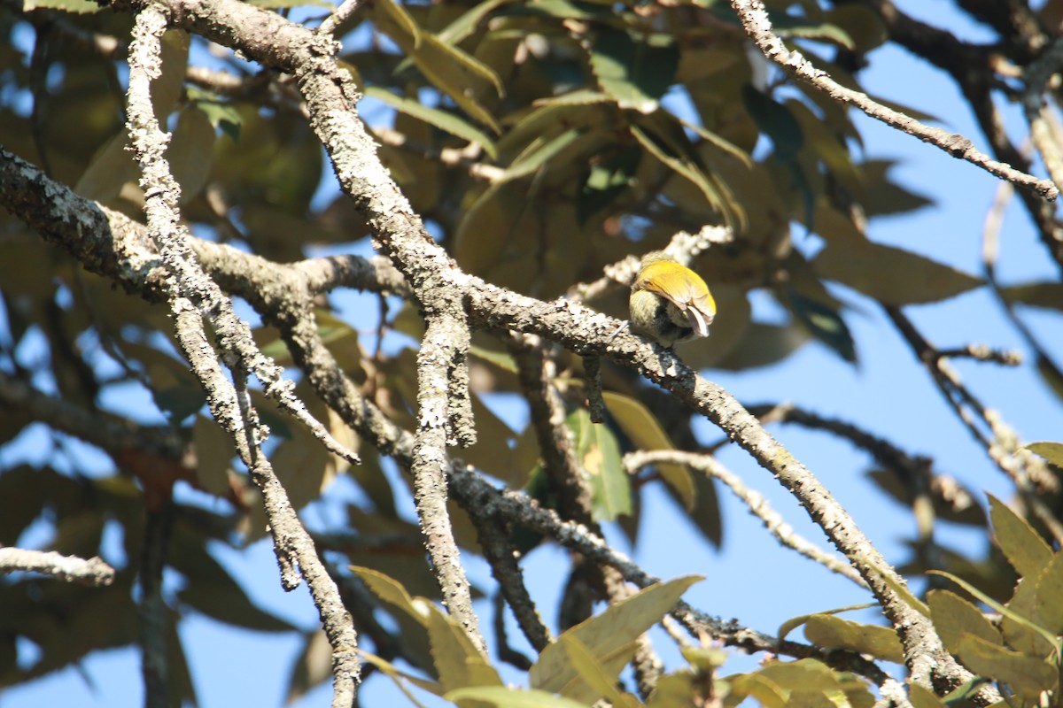 Добаш індійський - ML647424988