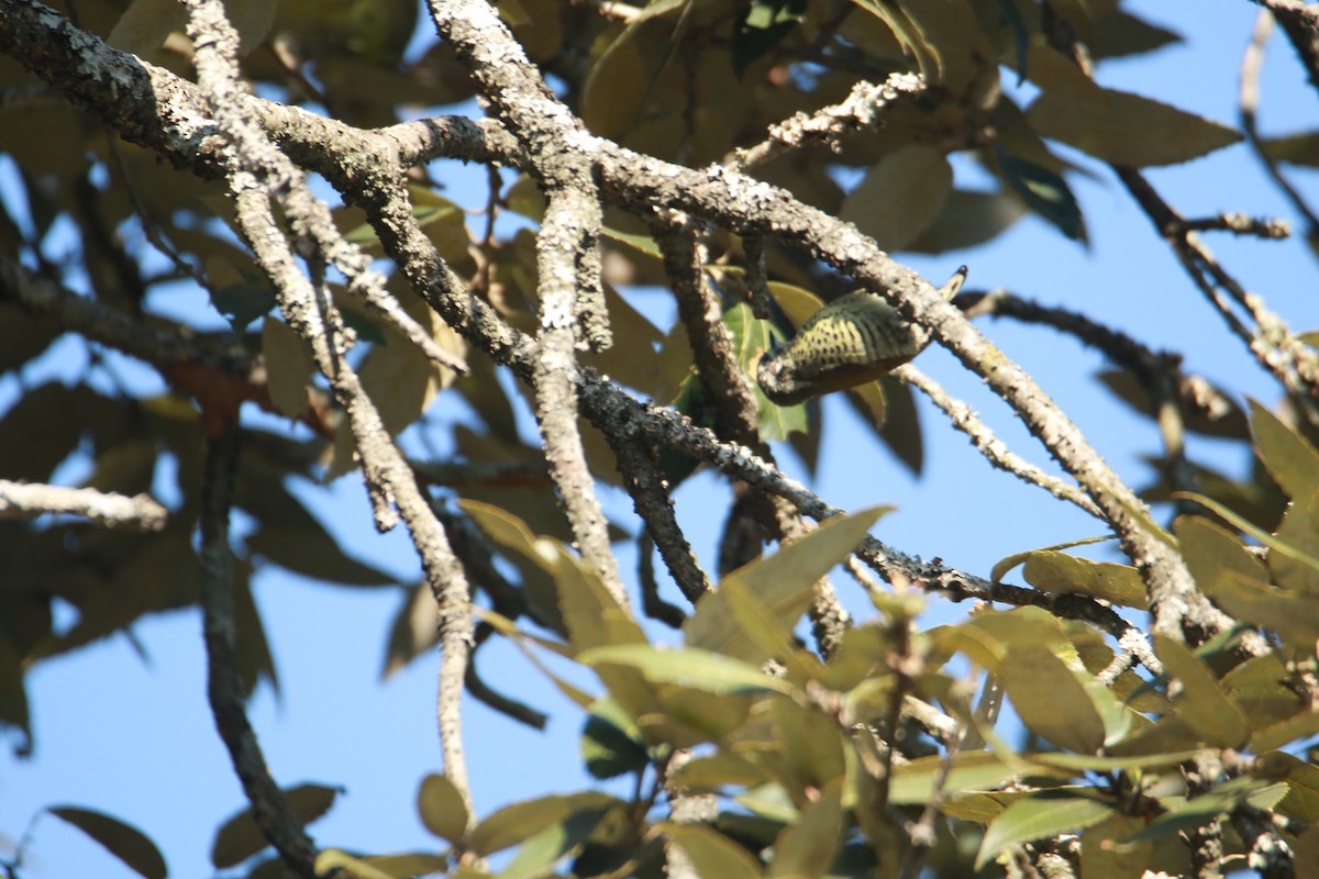 Добаш індійський - ML647424989