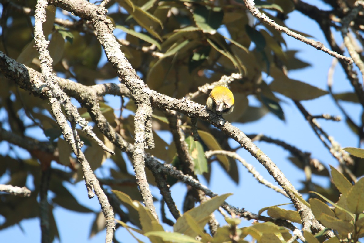 Добаш індійський - ML647424990