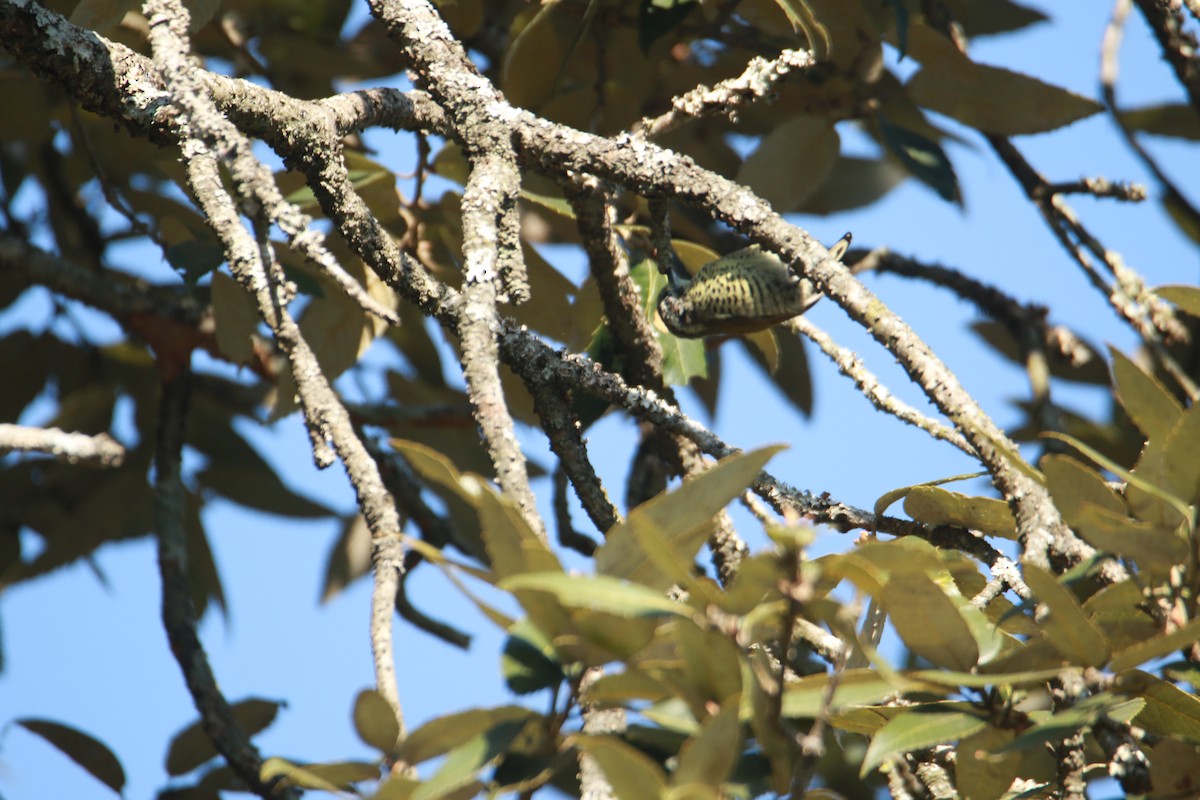 Добаш індійський - ML647424991