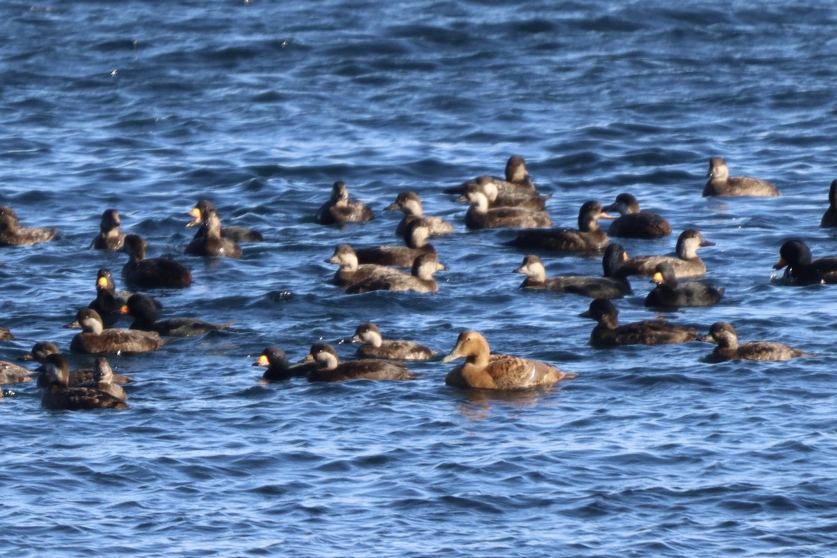 Американская синьга - ML647424999