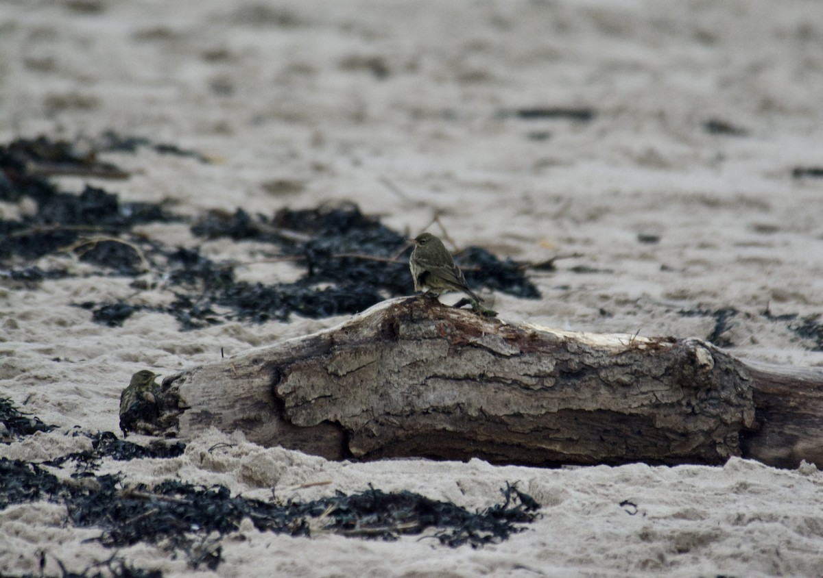 Bisbita Costero - ML647425020