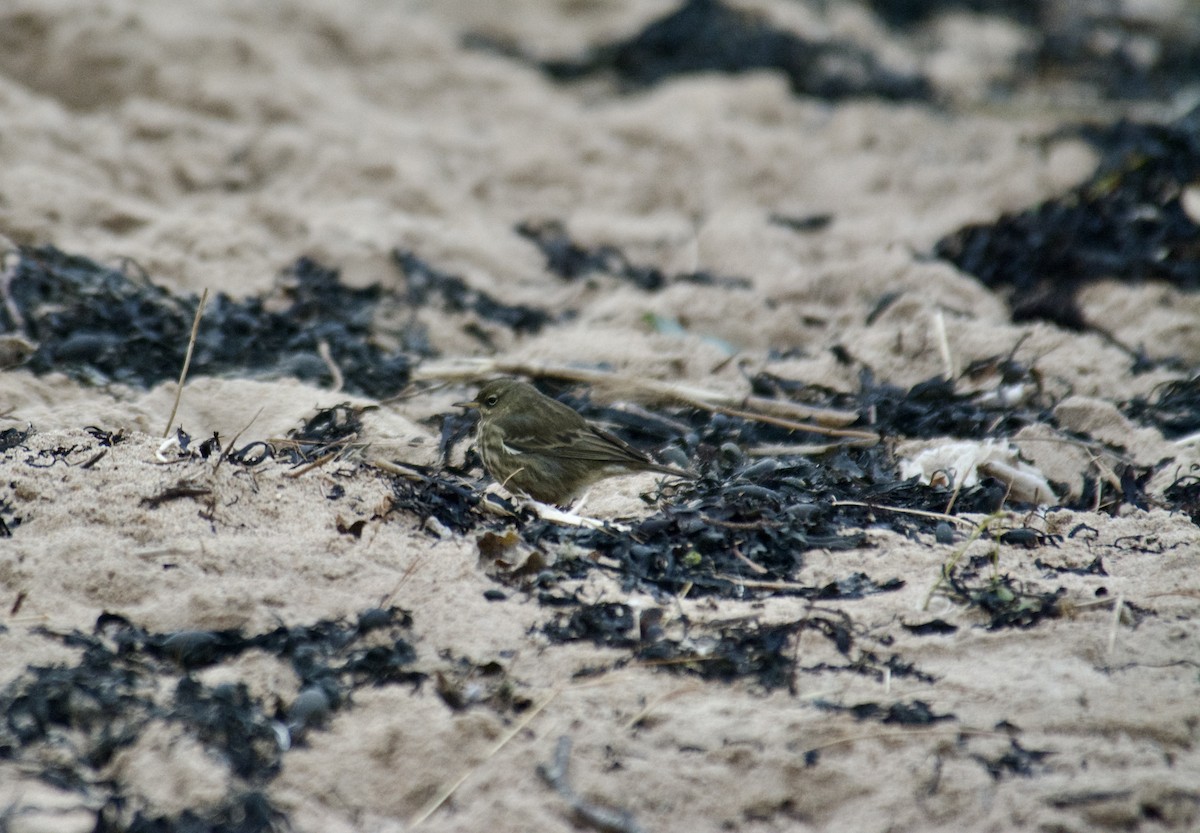 Bisbita Costero - ML647425021