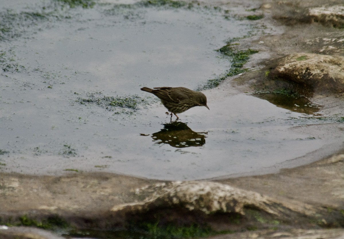 Bisbita Costero - ML647425025