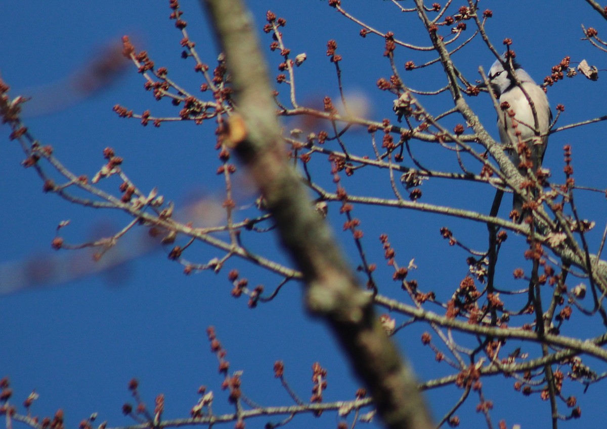 Blue Jay - ML647425029