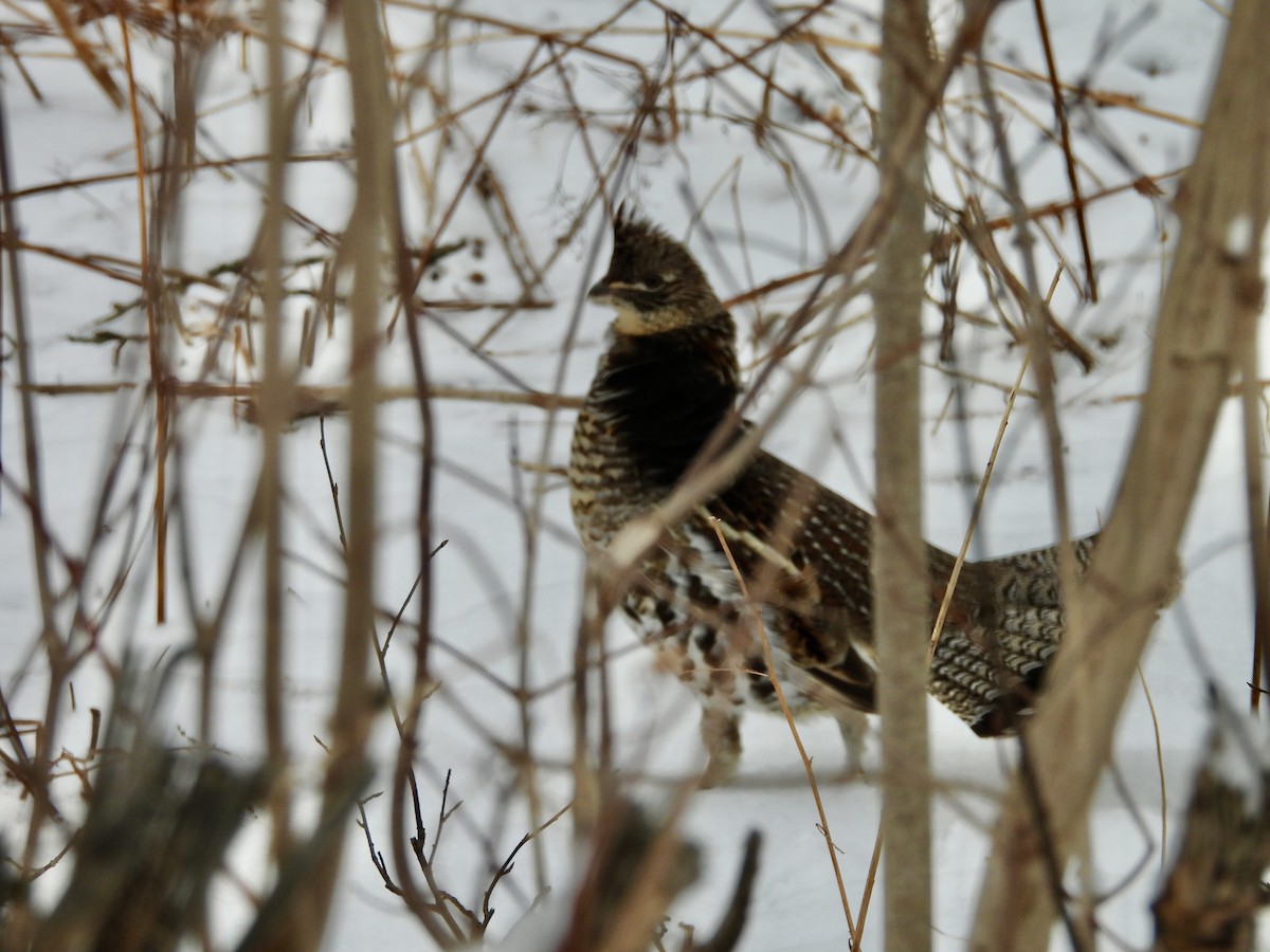 jeřábek kanadský - ML647425038