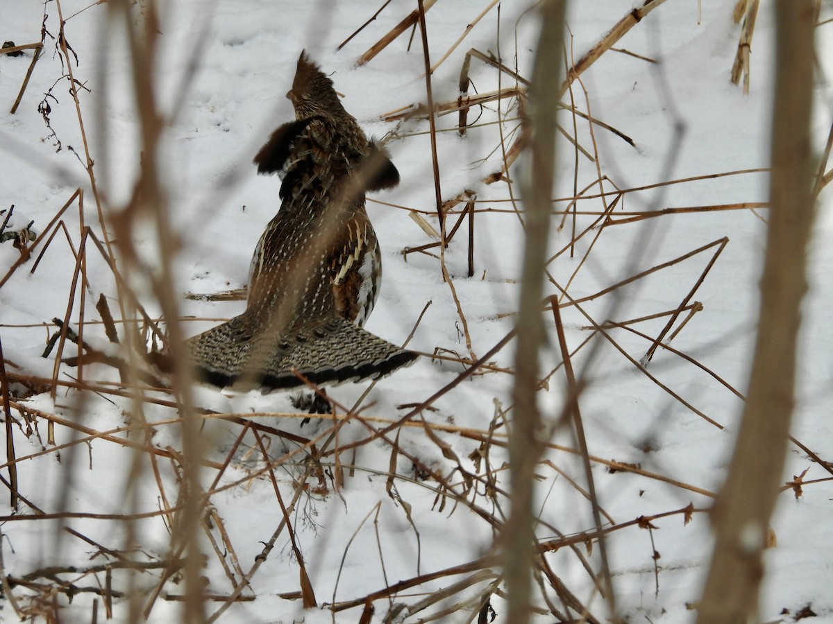 jeřábek kanadský - ML647425040