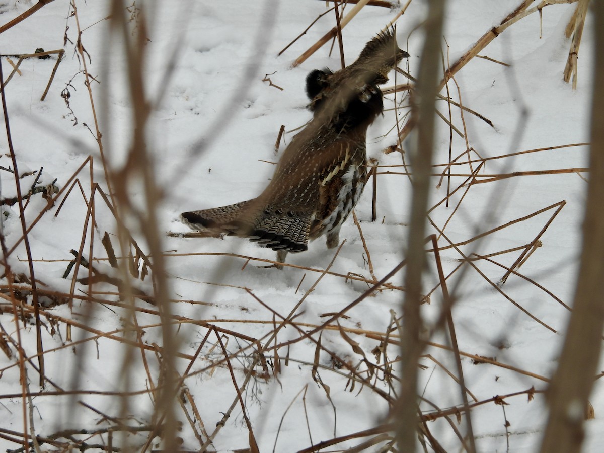 jeřábek kanadský - ML647425041