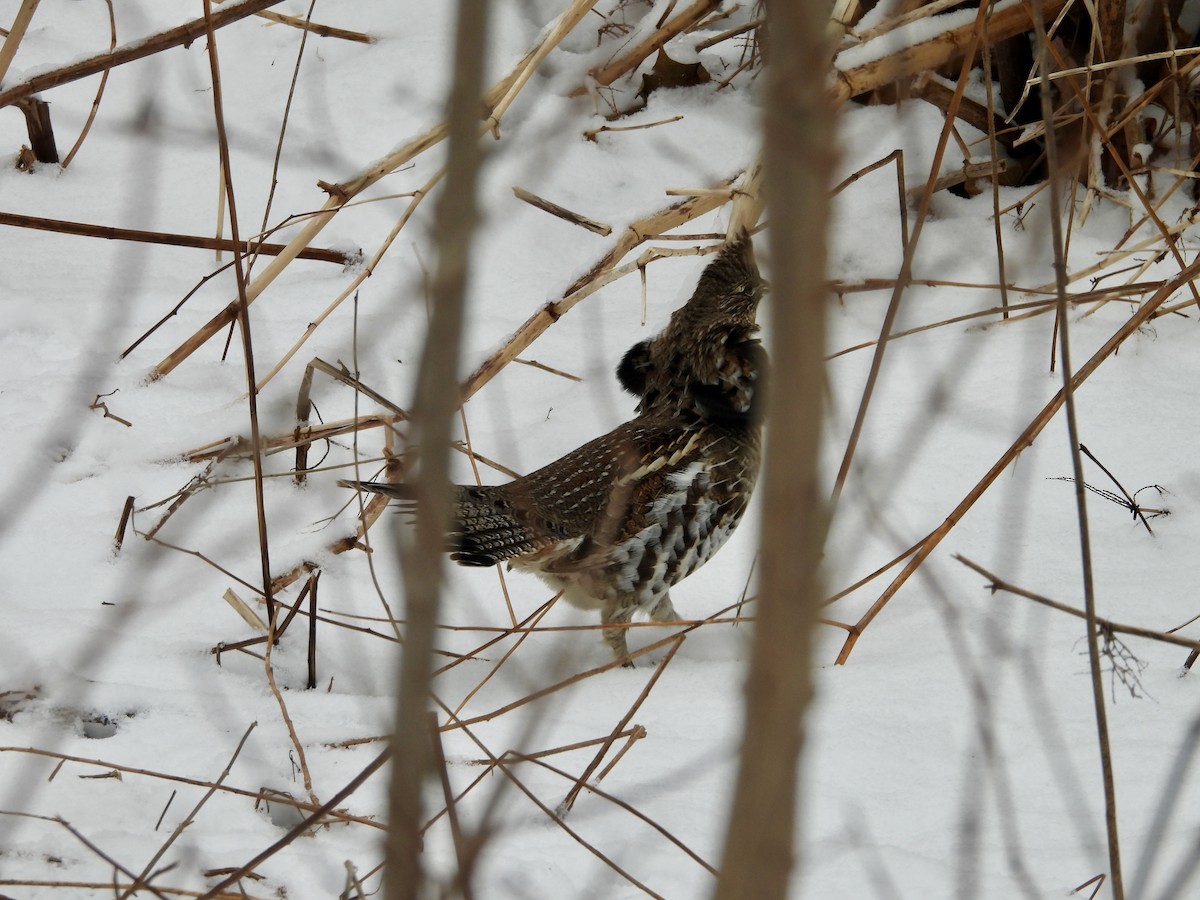 jeřábek kanadský - ML647425042