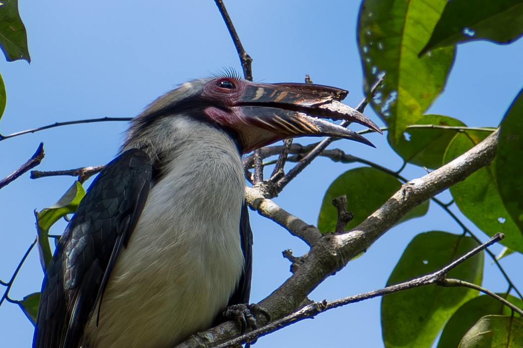 Luzon Hornbill - ML647425048
