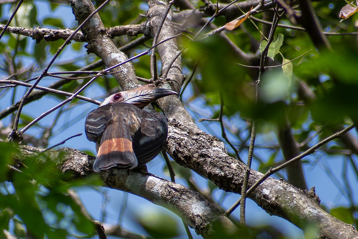 Luzon Hornbill - ML647425049