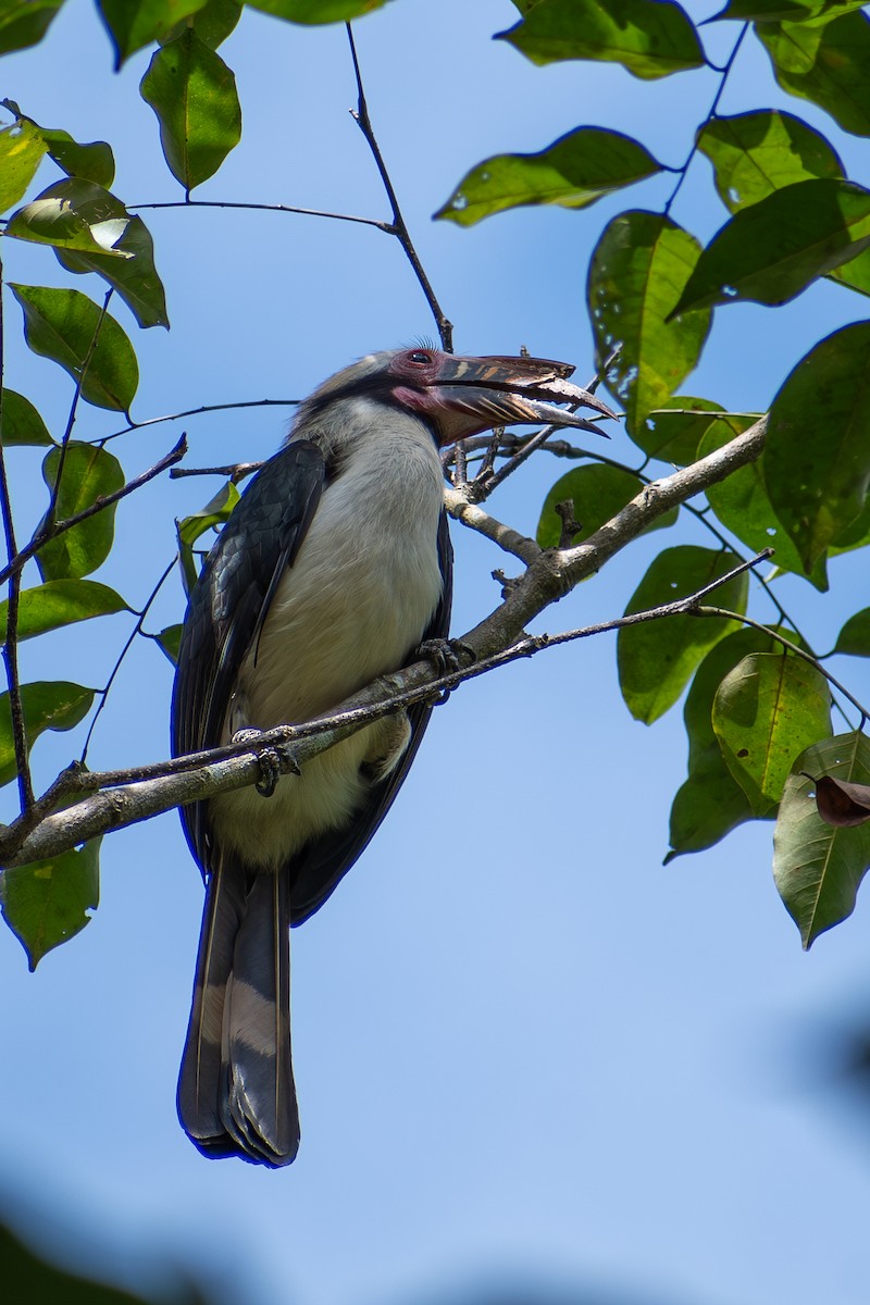 Luzon Hornbill - ML647425050