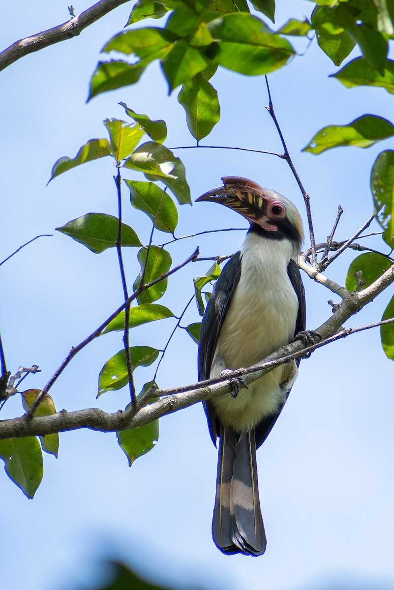 Luzon Hornbill - ML647425051