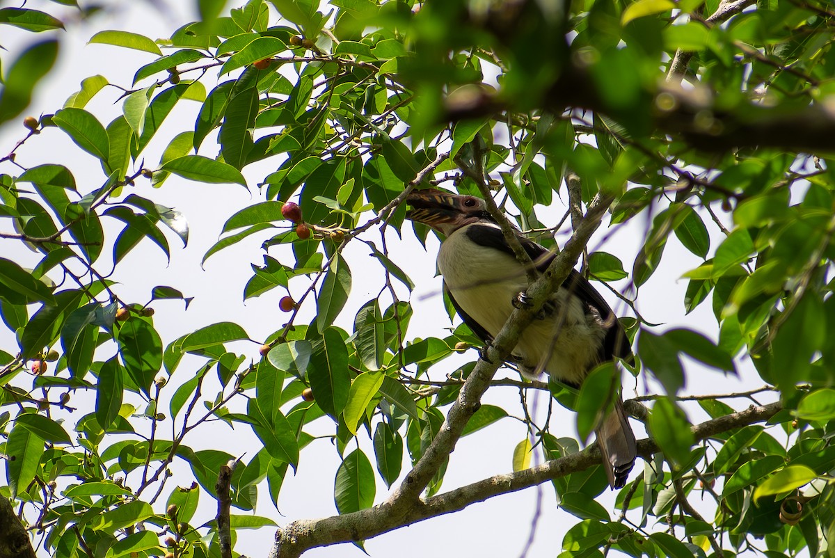 Luzon Hornbill - ML647425052