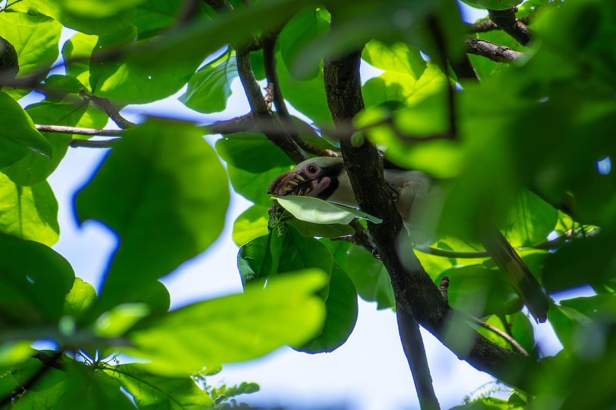 Luzon Hornbill - ML647425053