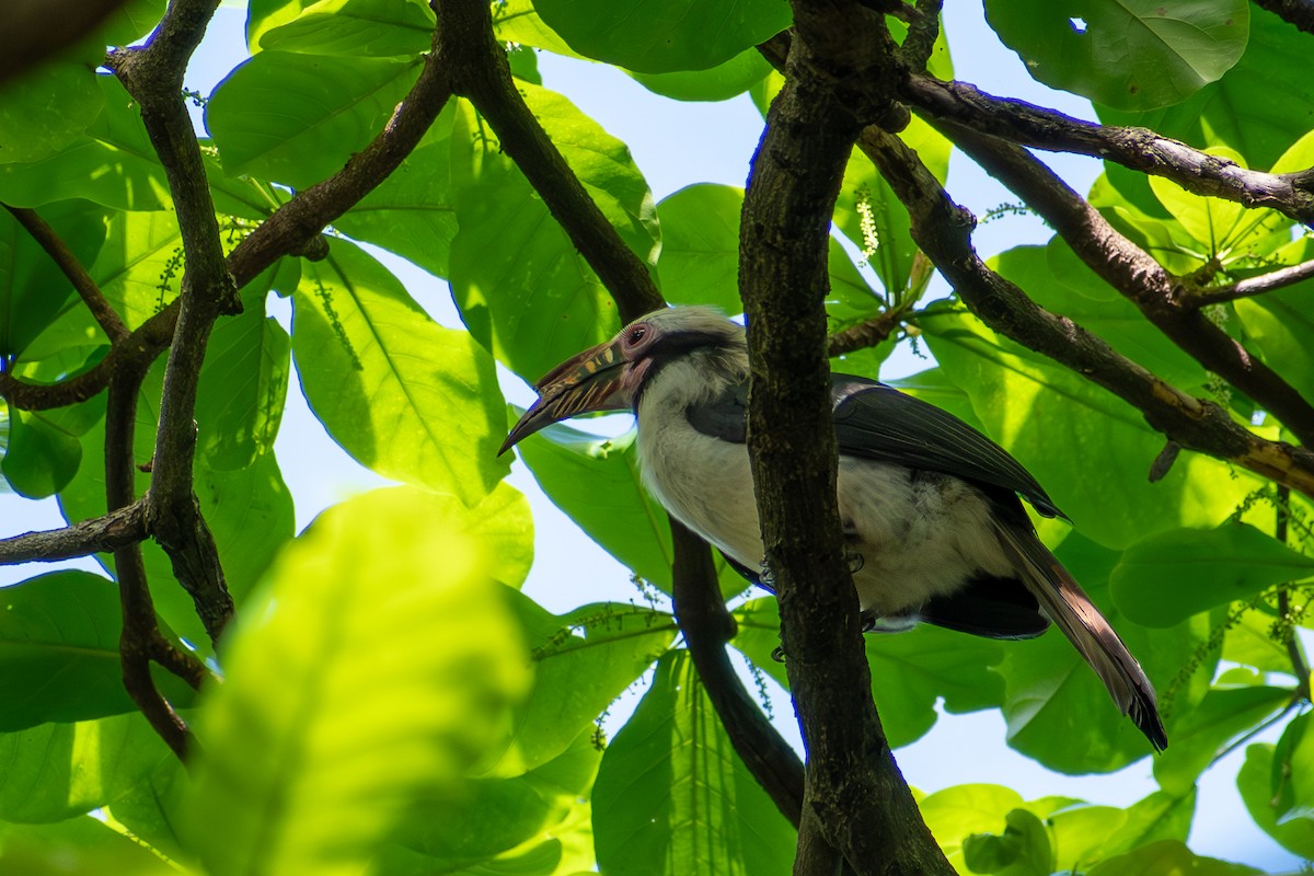 Luzon Hornbill - ML647425054